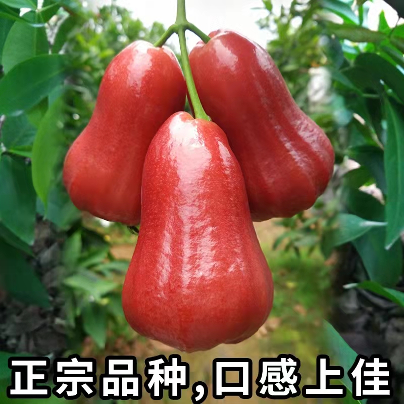 颜色艳丽种类丰富的热带水果的简单介绍