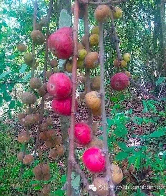 热带水果种类最多的国家,热带水果与普通水果的区别