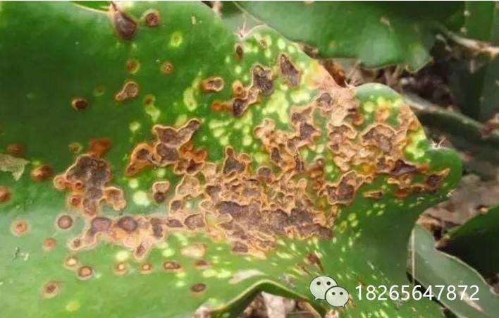 火龙果棕色,火龙果里边有棕色根
