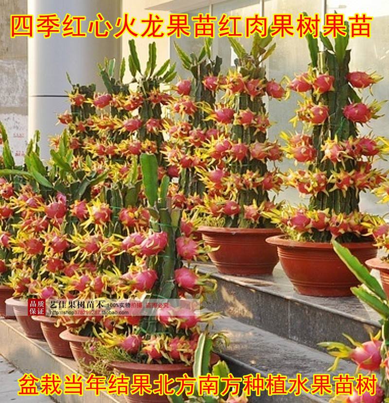 火龙果盆栽,火龙果盆栽生长过程图