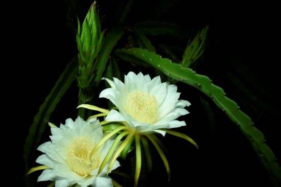 火龙果花是,火龙果花是霸王花吗