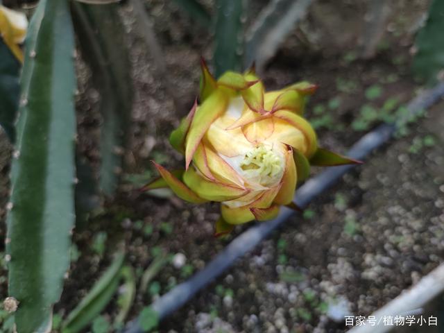 火龙果花是,火龙果花是霸王花吗