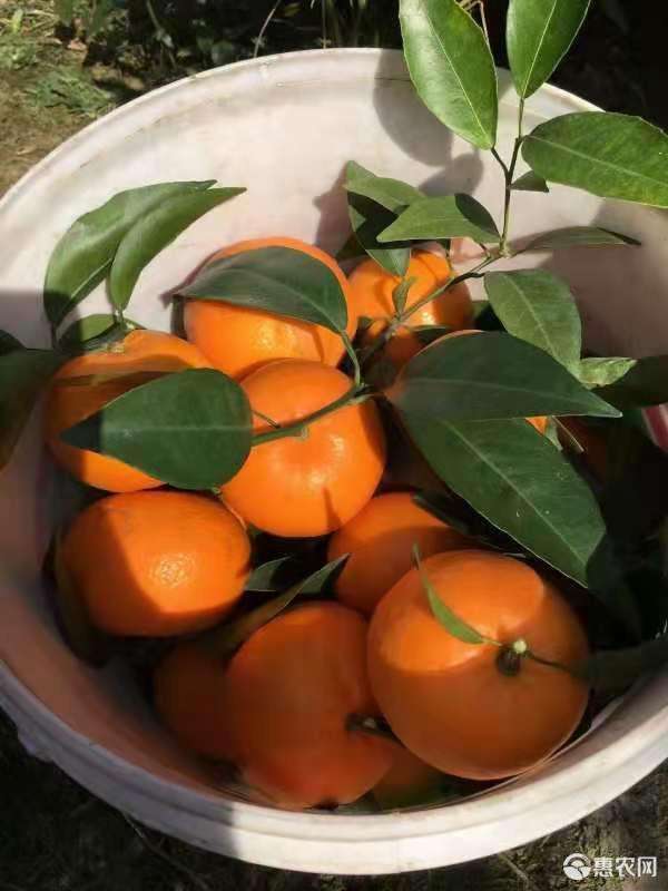 沃柑水果沃柑,沃柑水果的保存方法