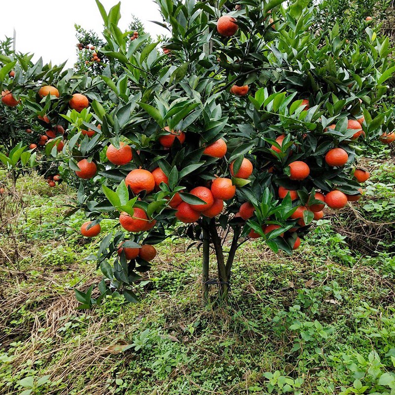 砂糖橘的种植地,广西沙糖桔种植面积
