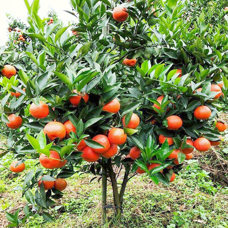 砂糖橘的种植地,广西沙糖桔种植面积