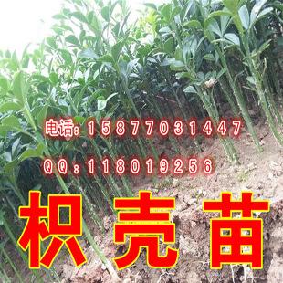 沃柑苗枳壳,大叶枳壳枮木沃柑果风味如何