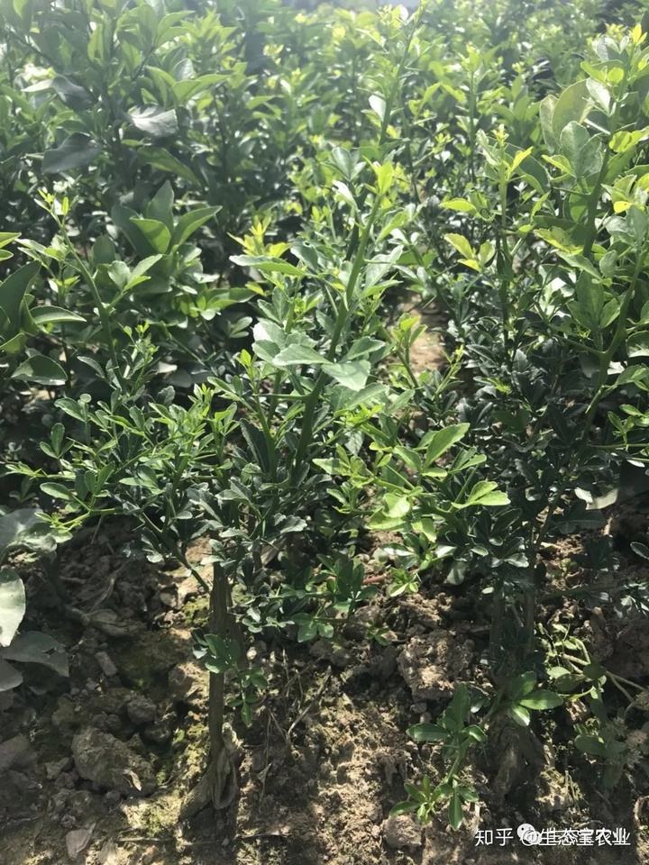 沃柑苗枳壳,大叶枳壳枮木沃柑果风味如何