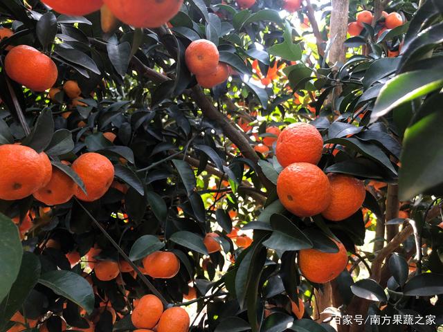 砂糖橘的平种,砂糖橘是什么梗