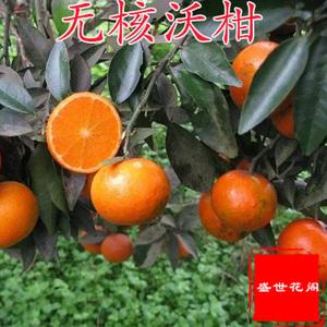 091无核沃柑种植技术,无核沃柑091适应哪些地方种植