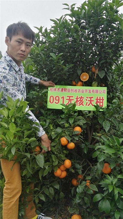 091无核沃柑种植技术,无核沃柑091适应哪些地方种植