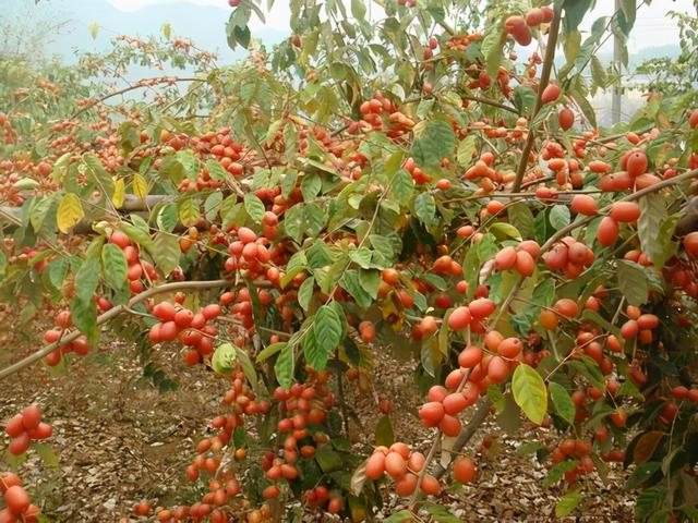 关于可人工种植的野生水果的信息
