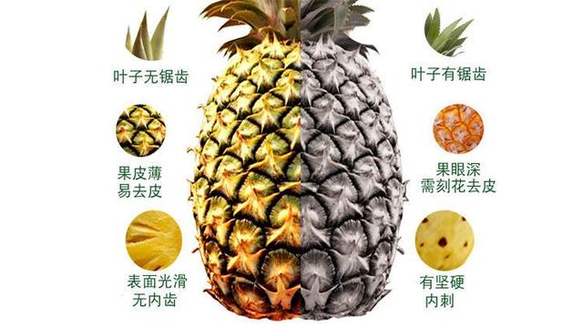 凤梨和菠萝的区别,菠萝跟凤梨哪个更好吃