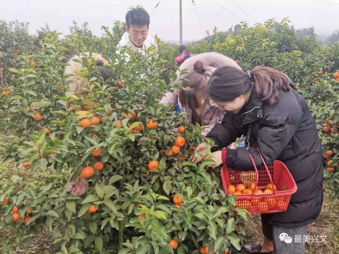 扶贫砂糖橘,买砂糖橘挑大的还是小的