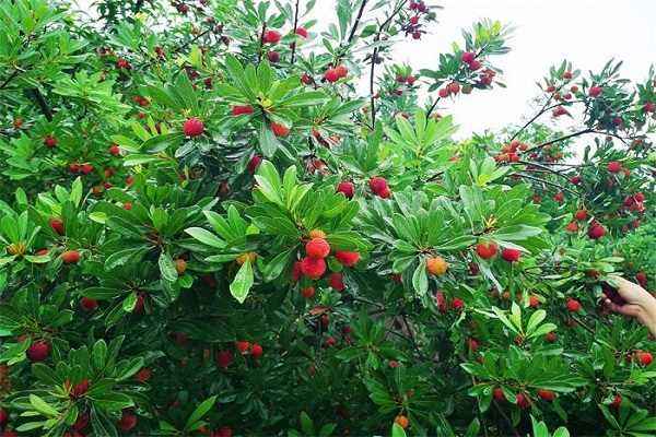 春季水果种植最佳时间,7月份露天种植什么蔬菜