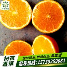 沃柑香橙头,香橙嫁接沃柑苗