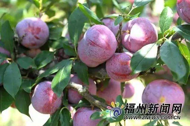 农科院的水果有什么好处的简单介绍