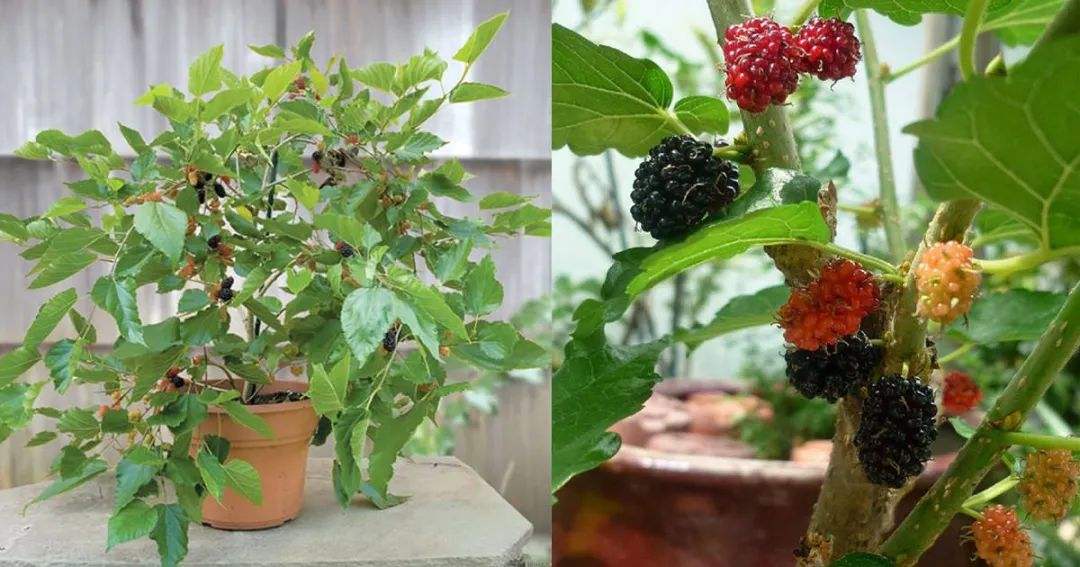 水果种植盆栽方法,在家就可以种植的水果小盆栽