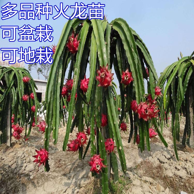 火龙果植物,火龙果盆栽几年能结果