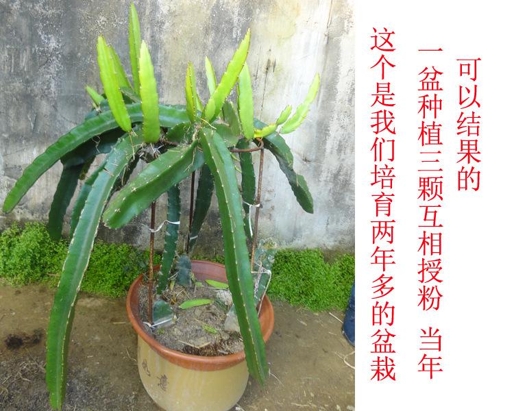 火龙果植物,火龙果盆栽几年能结果