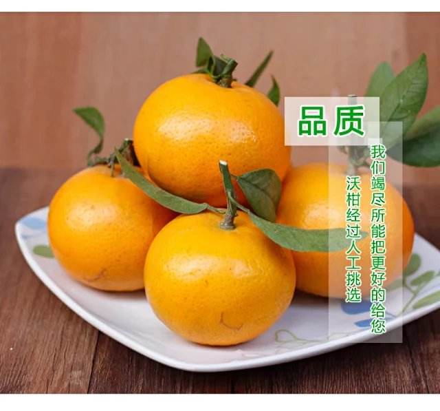 晚熟沃柑,沃柑能长多大