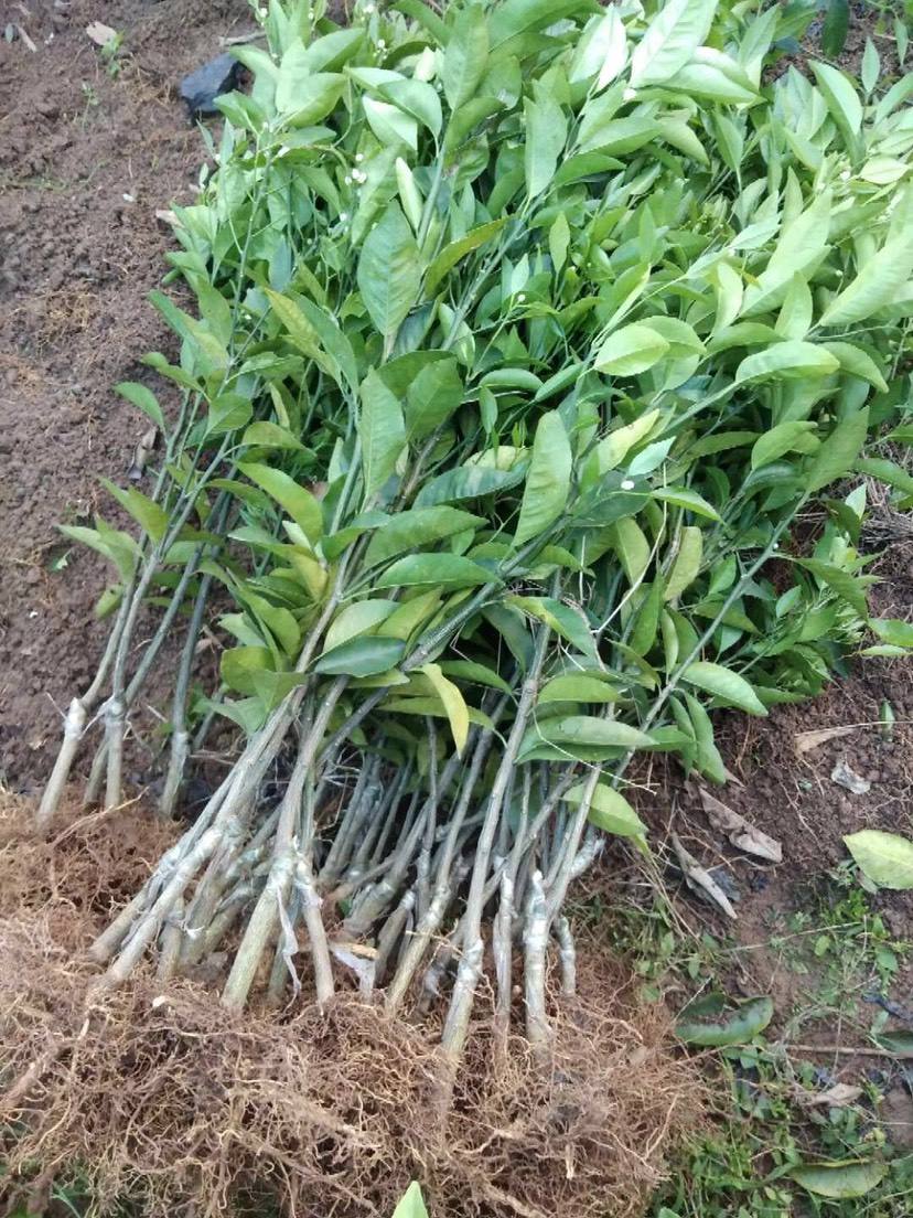 沃柑苗种植的简单介绍