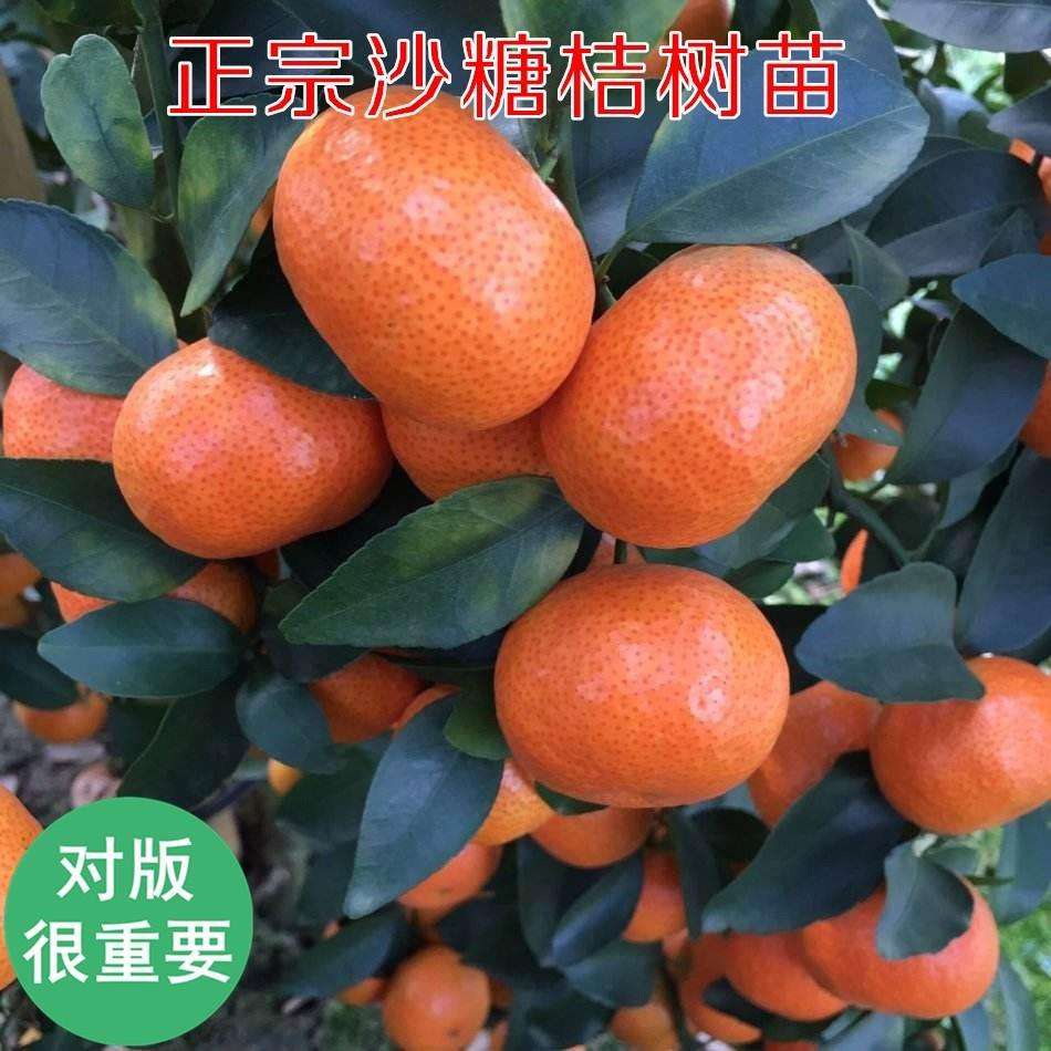 北方能种砂糖橘吗,砂糖桔在北方能种活吗