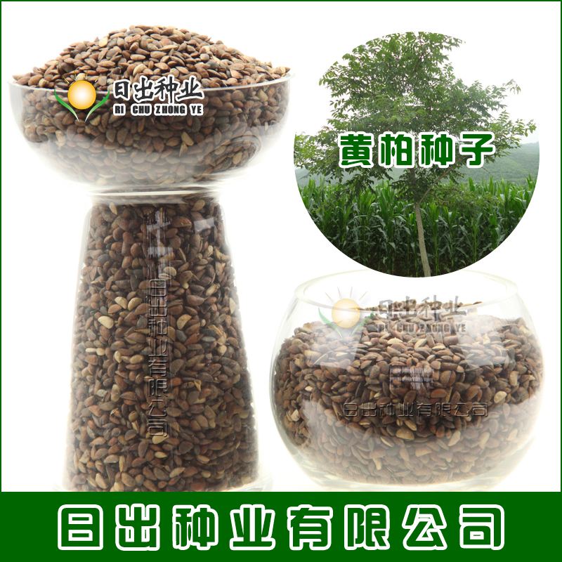 黄菠萝种子,菠萝app成年版入口