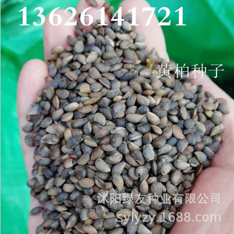 黄菠萝种子,菠萝app成年版入口