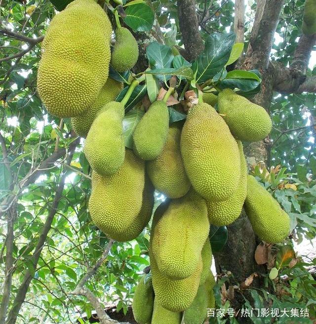 菠萝蜜的样子,菠萝蜜一区二免费进入