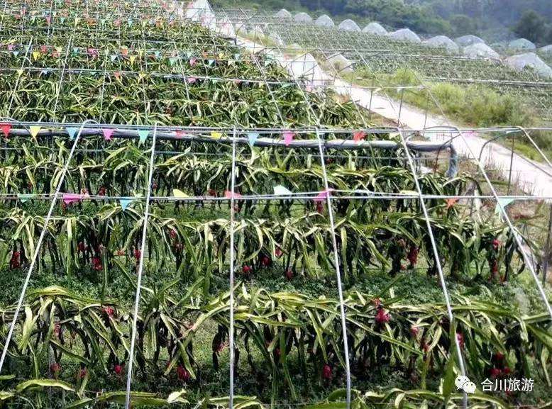 水果种植方案,水果种植合作社
