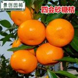 家里种砂糖橘,浙江能种沙糖桔吗