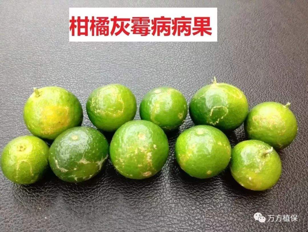 砂糖橘霉斑,砂糖橘为什么叫杀人橘