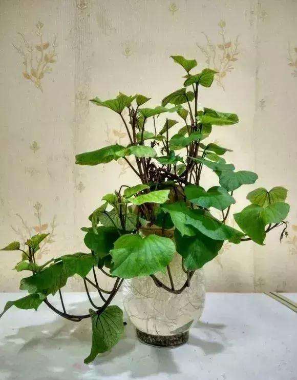 室内种植水果盆推荐,7种养不死的水果盆栽