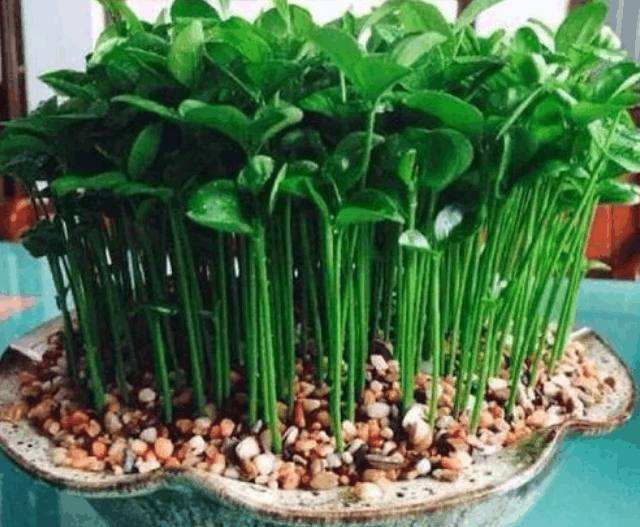 室内种植水果盆推荐,7种养不死的水果盆栽