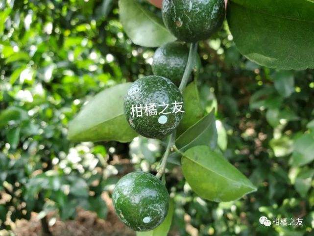 沃柑油胞病,獾子油都能治什么病