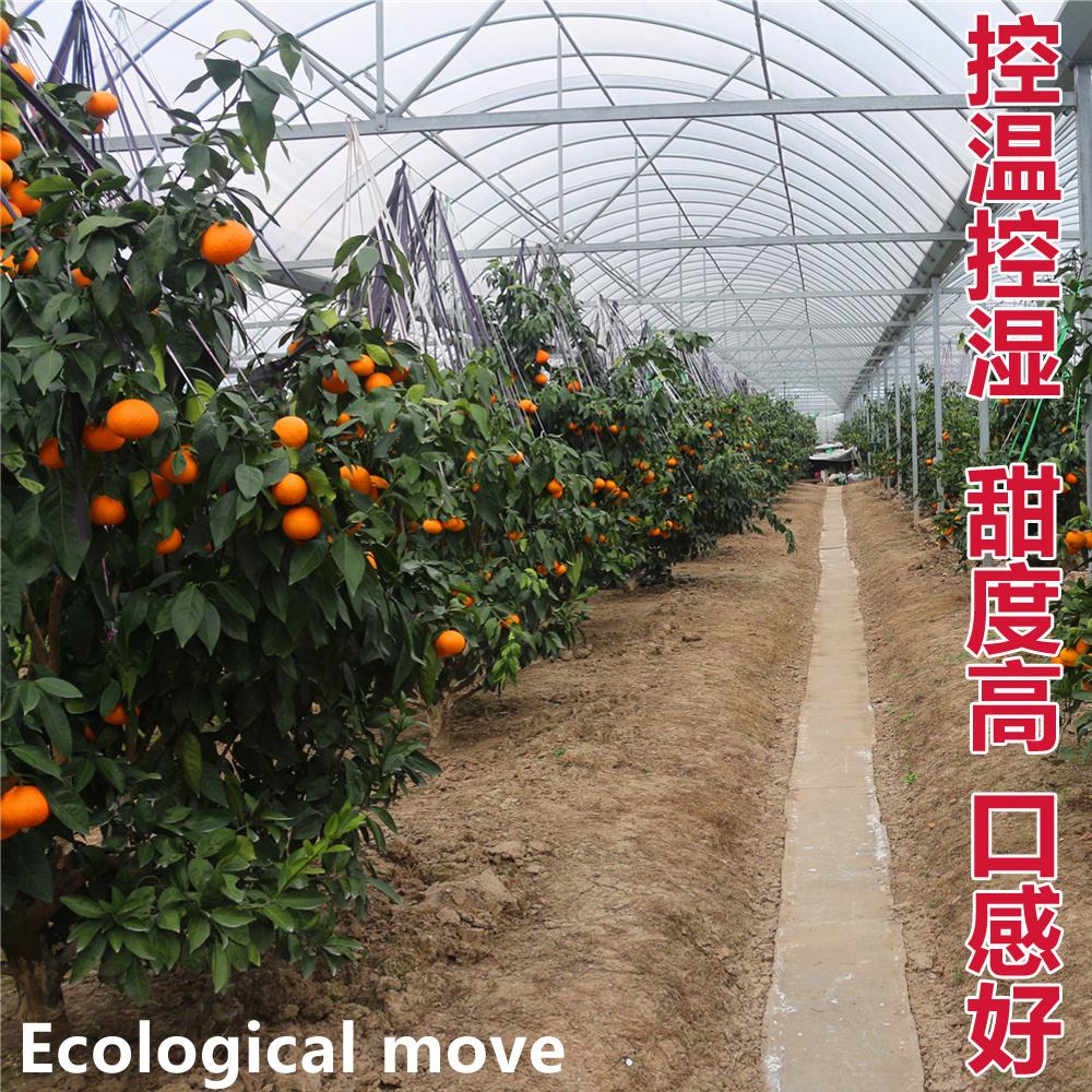 大棚水果,大棚一年四季水果