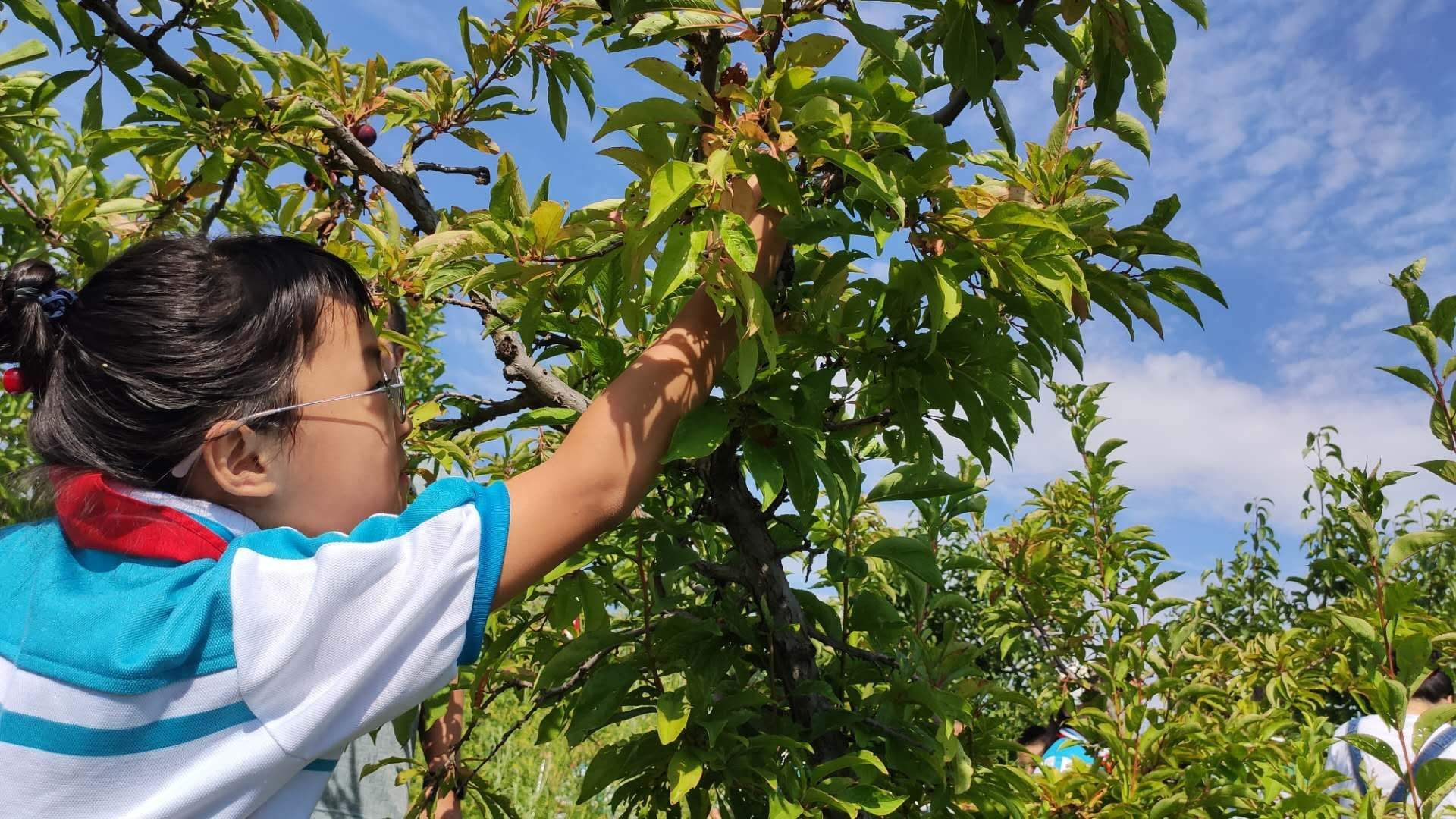 水果种植体验研学课程,体验园艺植物栽培技术综合实践教案
