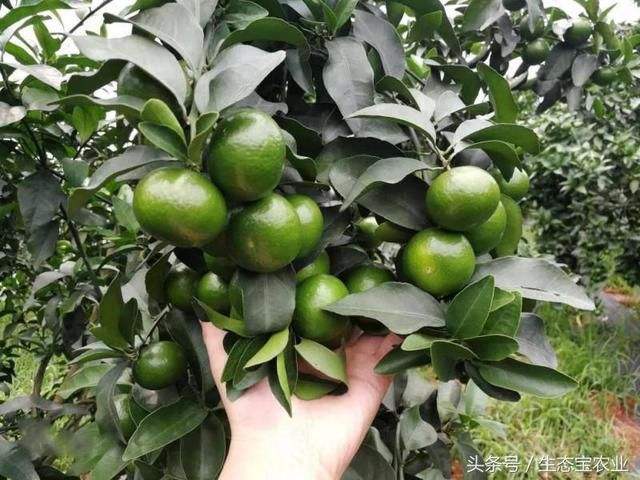 砂糖橘亩产,广西砂糖橘产量大约有多少