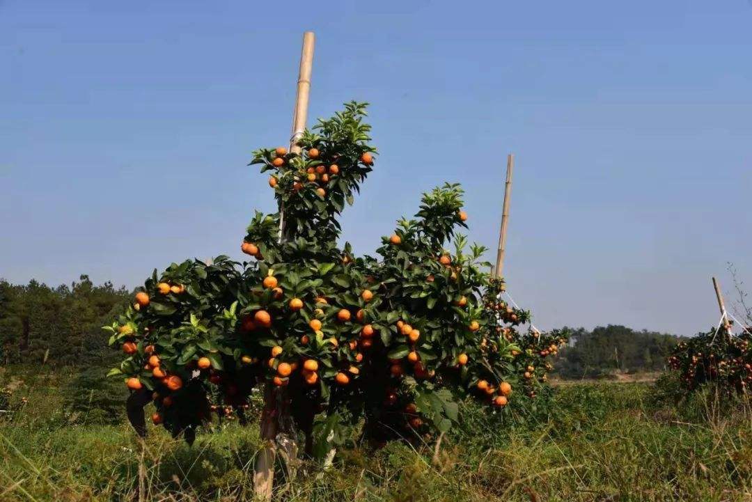 砂糖橘亩产,广西砂糖橘产量大约有多少
