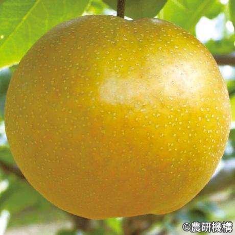 3月的当季水果海棠的种植的简单介绍