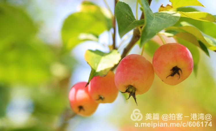 3月的当季水果海棠的种植的简单介绍