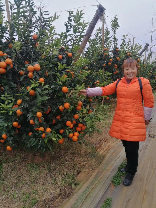 砂糖橘的种植面积,广元砂糖橘能盆栽吗