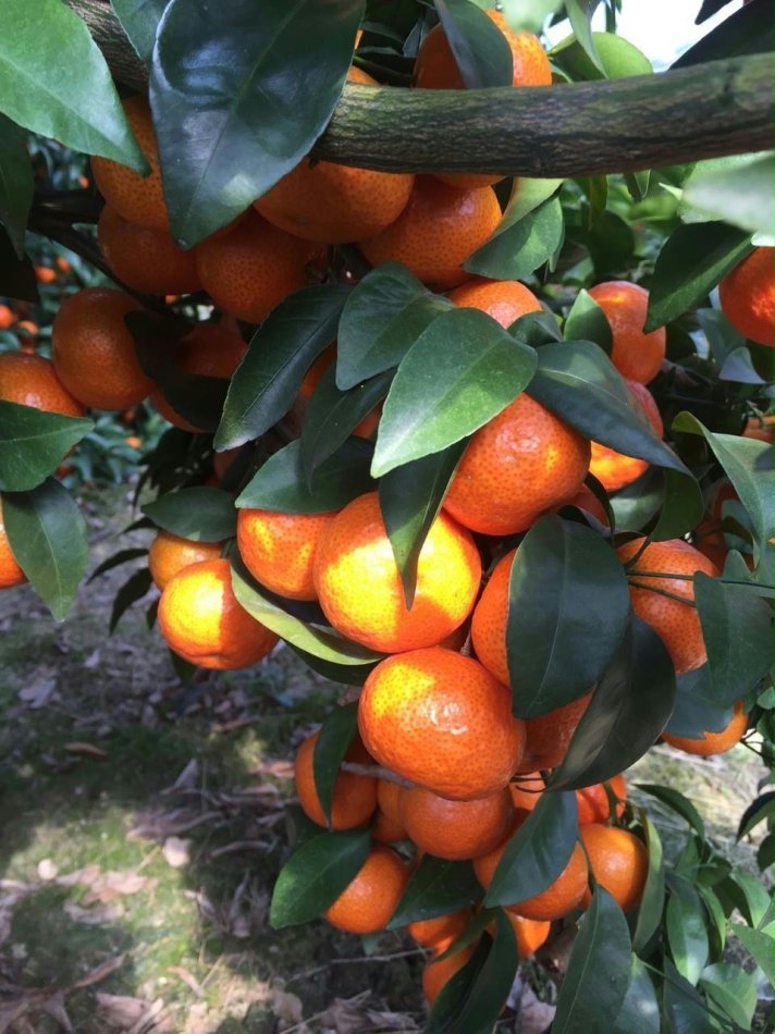 砂糖橘的种植面积,广元砂糖橘能盆栽吗
