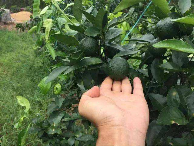 沃柑不长根,沃柑品种简介