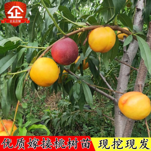 包含南京种植的水果苗新品种的词条