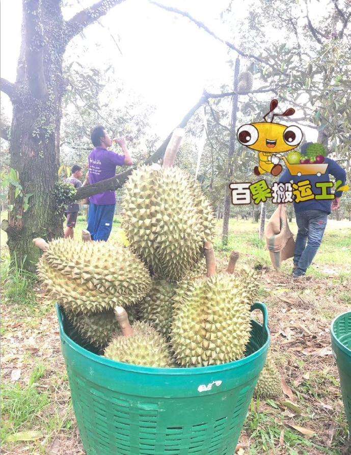 水果运输工,水果运输公司