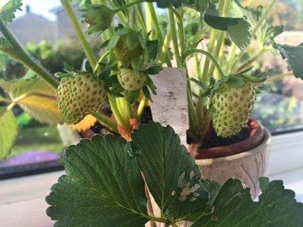 水果什么种植,各种水果的种植时间