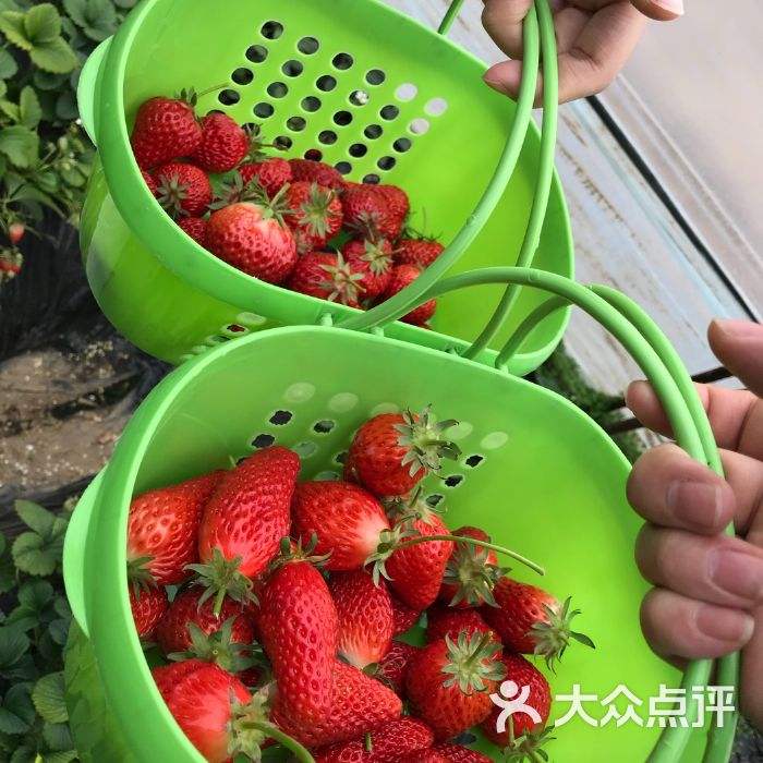 水果采摘园,水果采摘园简介怎么写