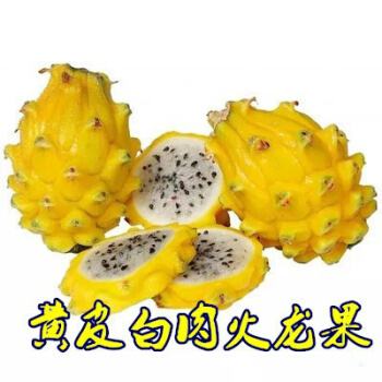 火龙果黄皮,黄皮和火龙果能一起吃吗