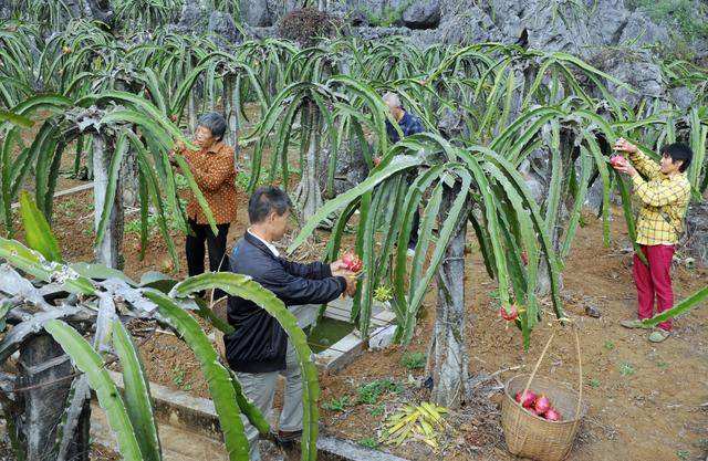 火龙果栽培,火龙果栽培技术植技术